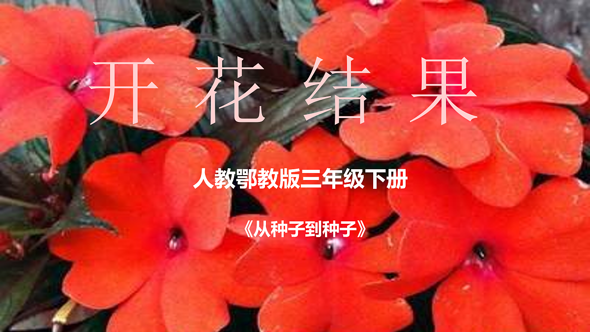 开花结果课件+实验视频第1页