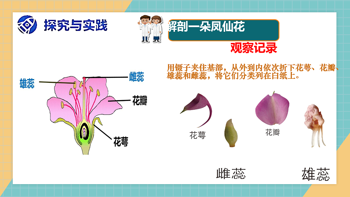 开花结果课件+实验视频第6页