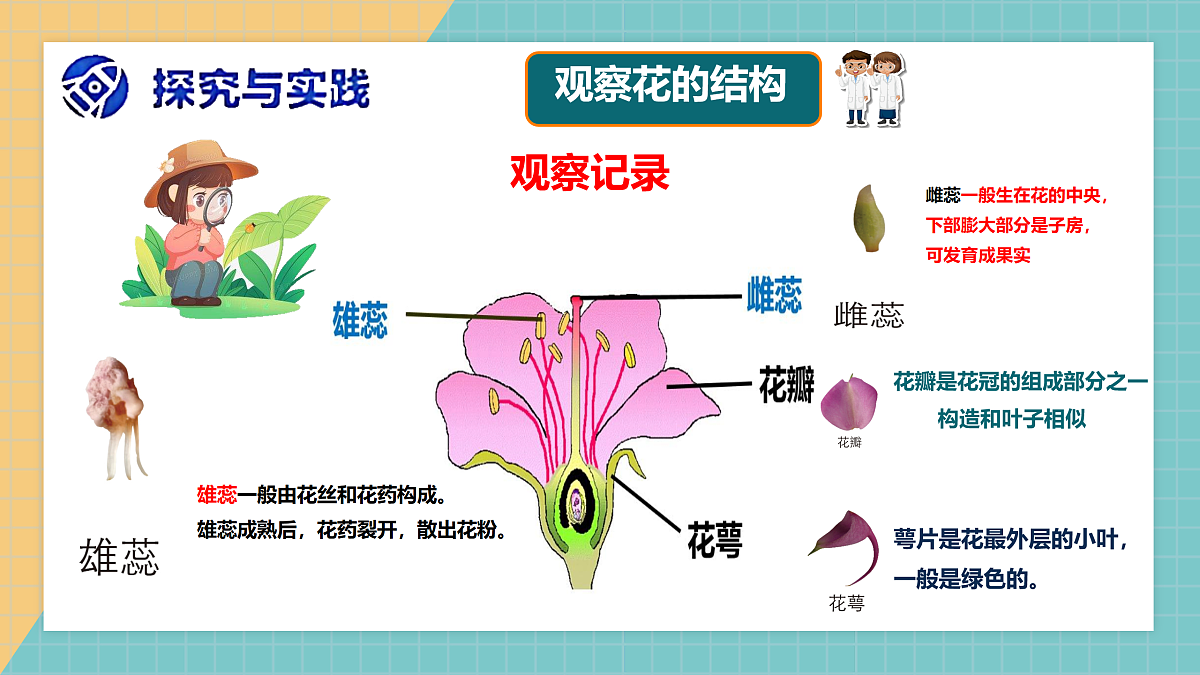 开花结果课件+实验视频第7页