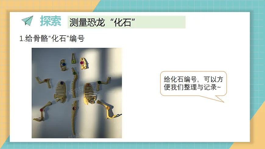 《测量恐龙“化石”》课件第3页