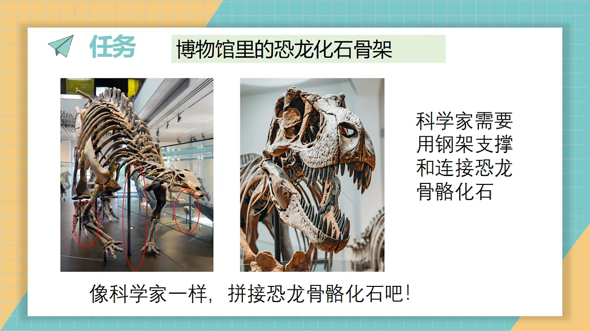 《拼接恐龙“化石”》课件第2页