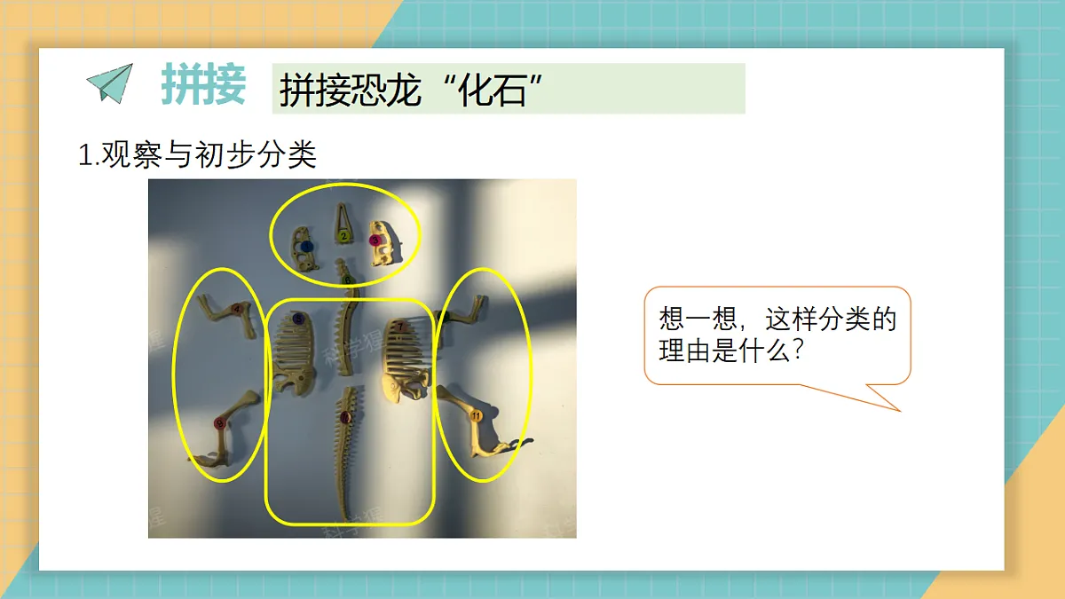 《拼接恐龙“化石”》课件第3页