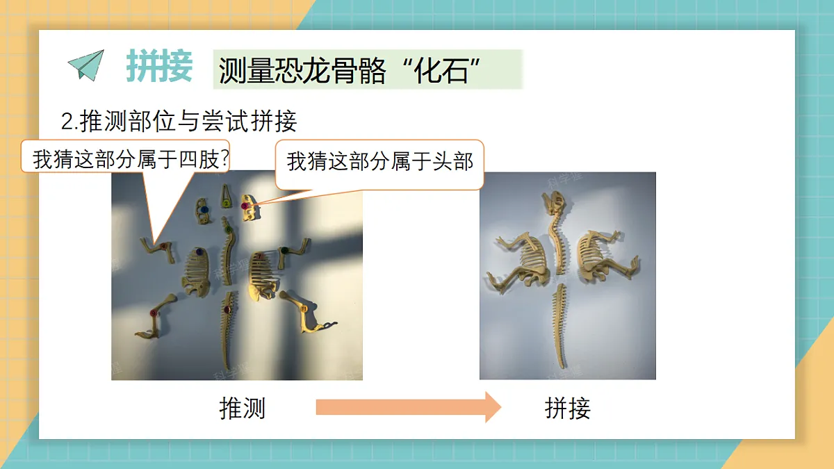 《拼接恐龙“化石”》课件第4页