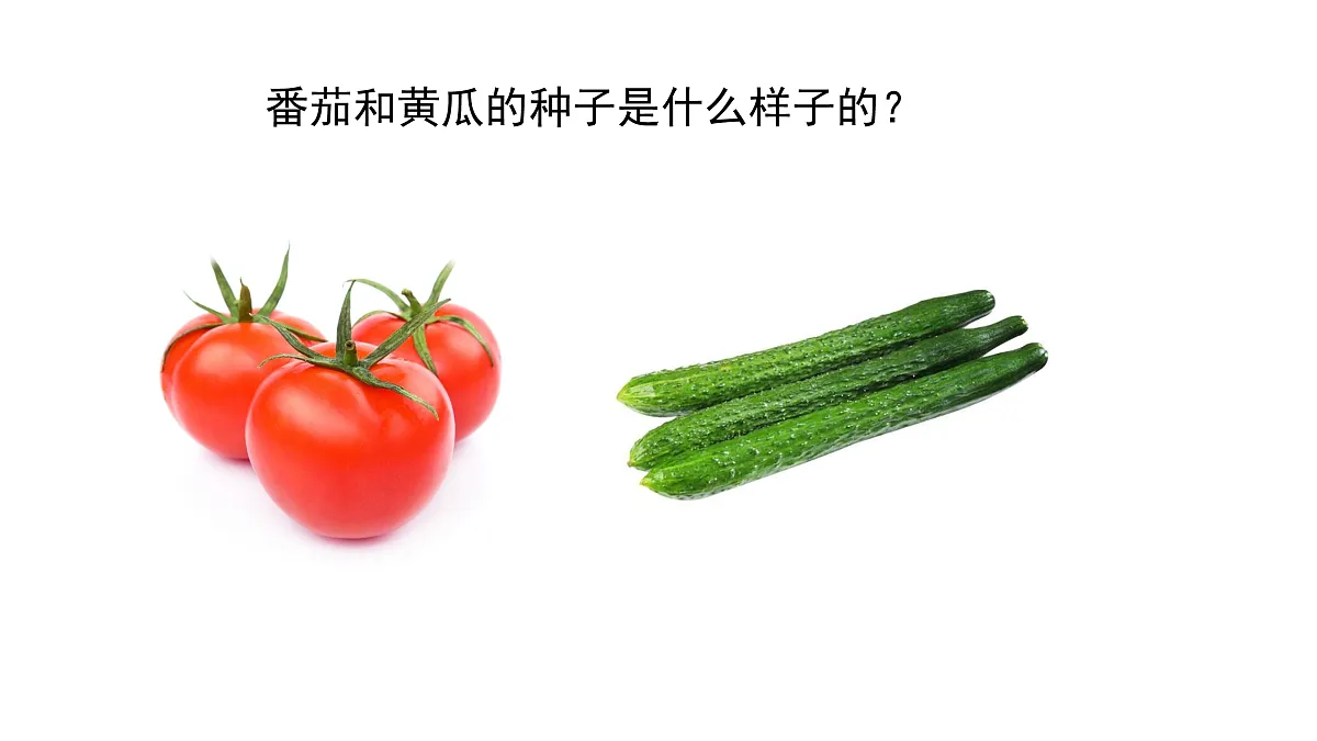 2.5《种子发芽了》 课件 -2025-2026学年科学三年级下册苏教版第4页