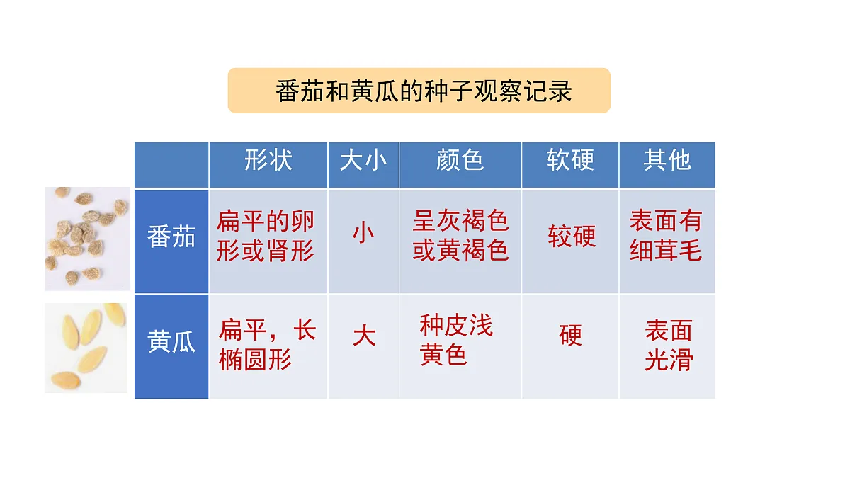 2.5《种子发芽了》 课件 -2025-2026学年科学三年级下册苏教版第6页