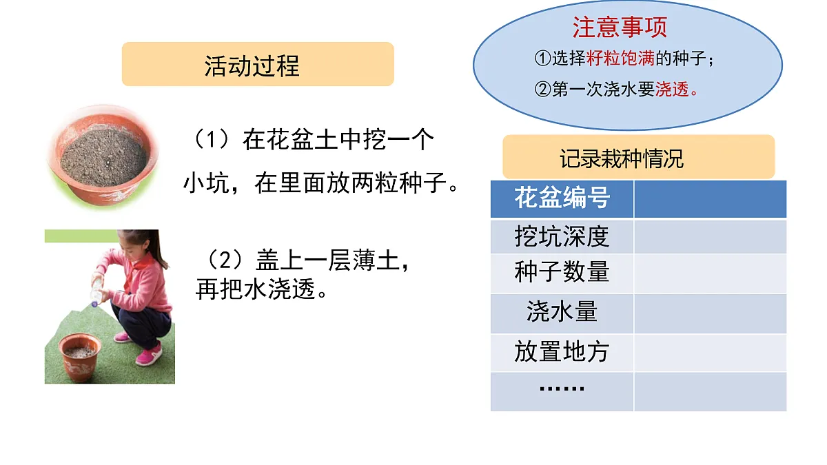 2.5《种子发芽了》 课件 -2025-2026学年科学三年级下册苏教版第8页