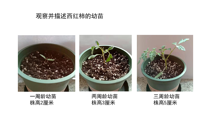 2.6《幼苗长大了》 课件 -2025-2026学年科学三年级下册苏教版第4页