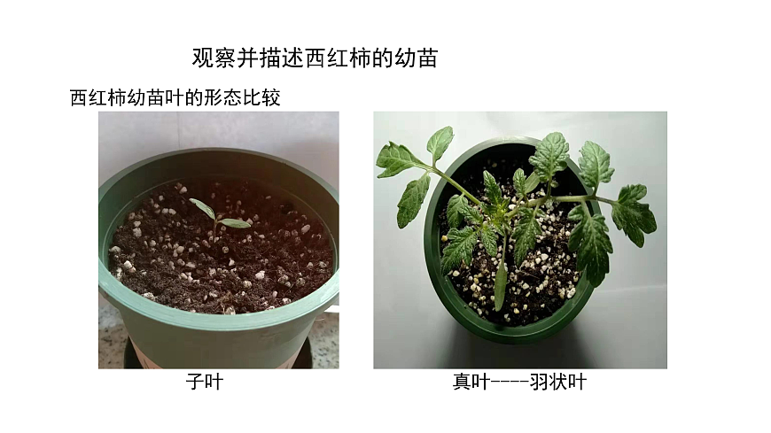 2.6《幼苗长大了》 课件 -2025-2026学年科学三年级下册苏教版第6页