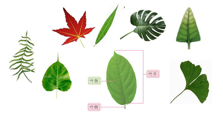 2.6《幼苗长大了》 课件 -2025-2026学年科学三年级下册苏教版第7页