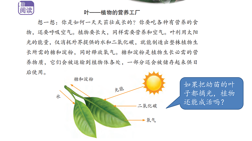 2.6《幼苗长大了》 课件 -2025-2026学年科学三年级下册苏教版第8页