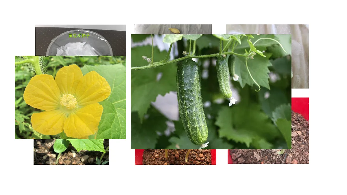 2.8《植物结果了》 课件 -2025-2026学年科学三年级下册苏教版第2页