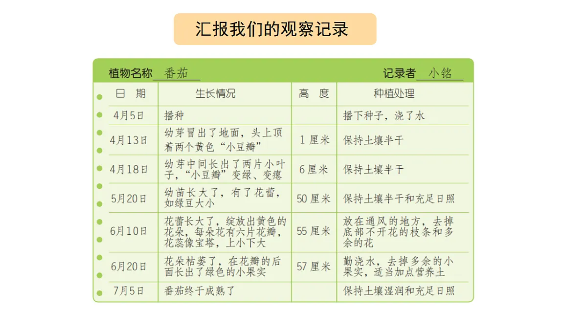 2.8《植物结果了》 课件 -2025-2026学年科学三年级下册苏教版第4页