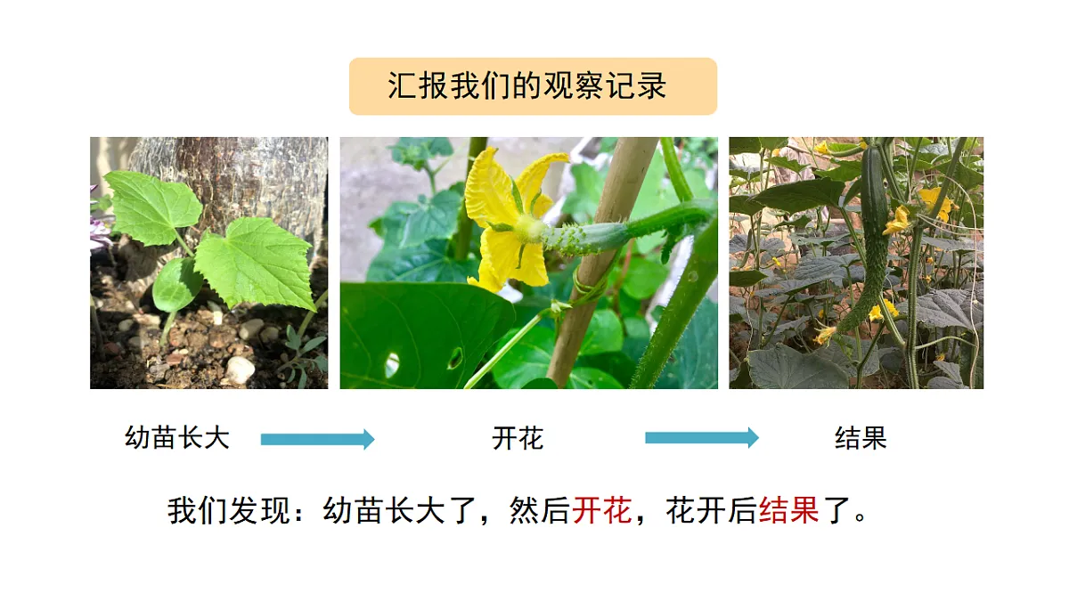 2.8《植物结果了》 课件 -2025-2026学年科学三年级下册苏教版第5页