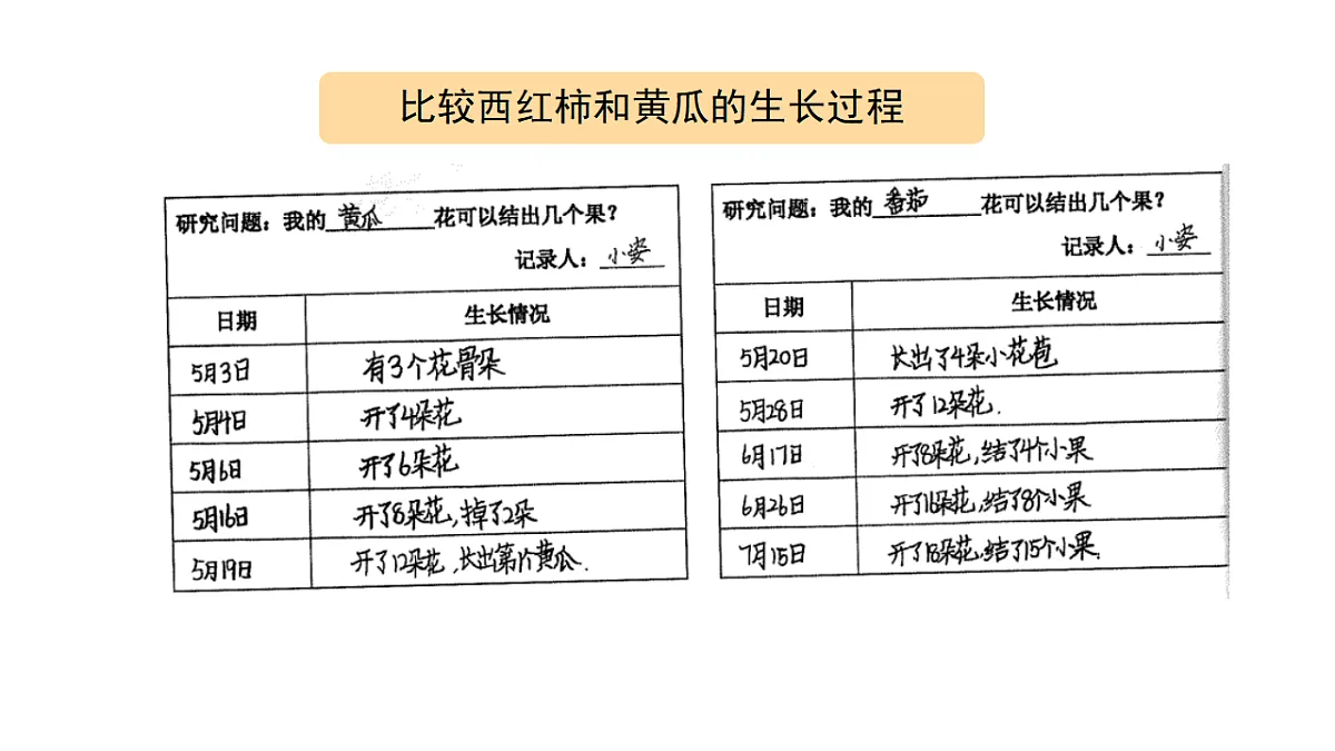 2.8《植物结果了》 课件 -2025-2026学年科学三年级下册苏教版第6页