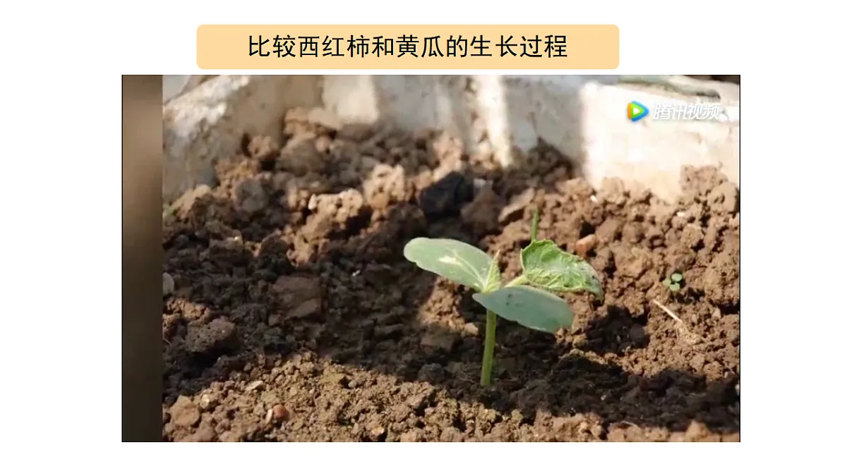 2.8《植物结果了》 课件 -2025-2026学年科学三年级下册苏教版第7页