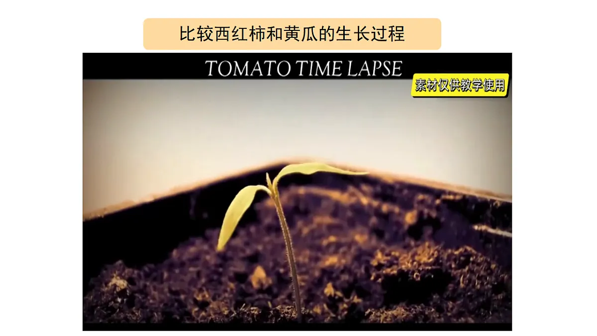 2.8《植物结果了》 课件 -2025-2026学年科学三年级下册苏教版第8页