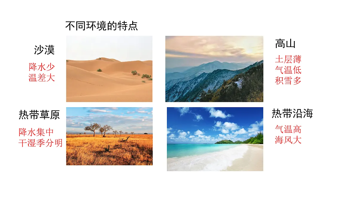3.9《形态各异的植物》 课件 -2025-2026学年科学三年级下册苏教版第3页