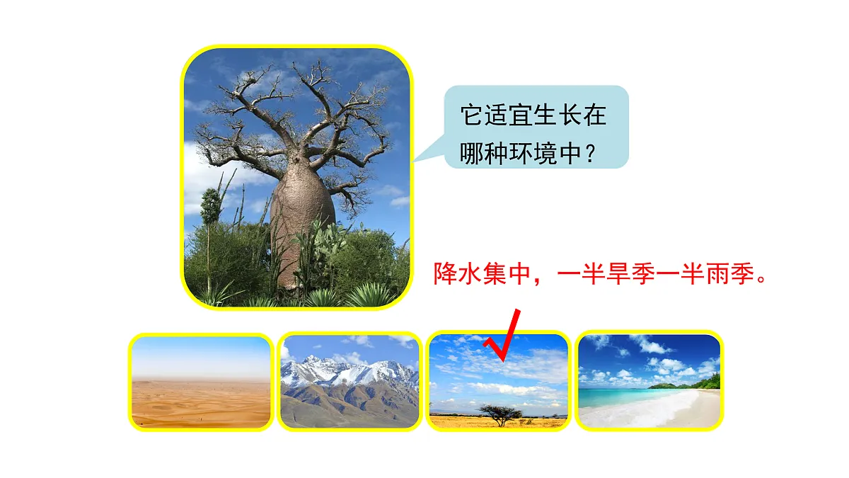 3.9《形态各异的植物》 课件 -2025-2026学年科学三年级下册苏教版第4页