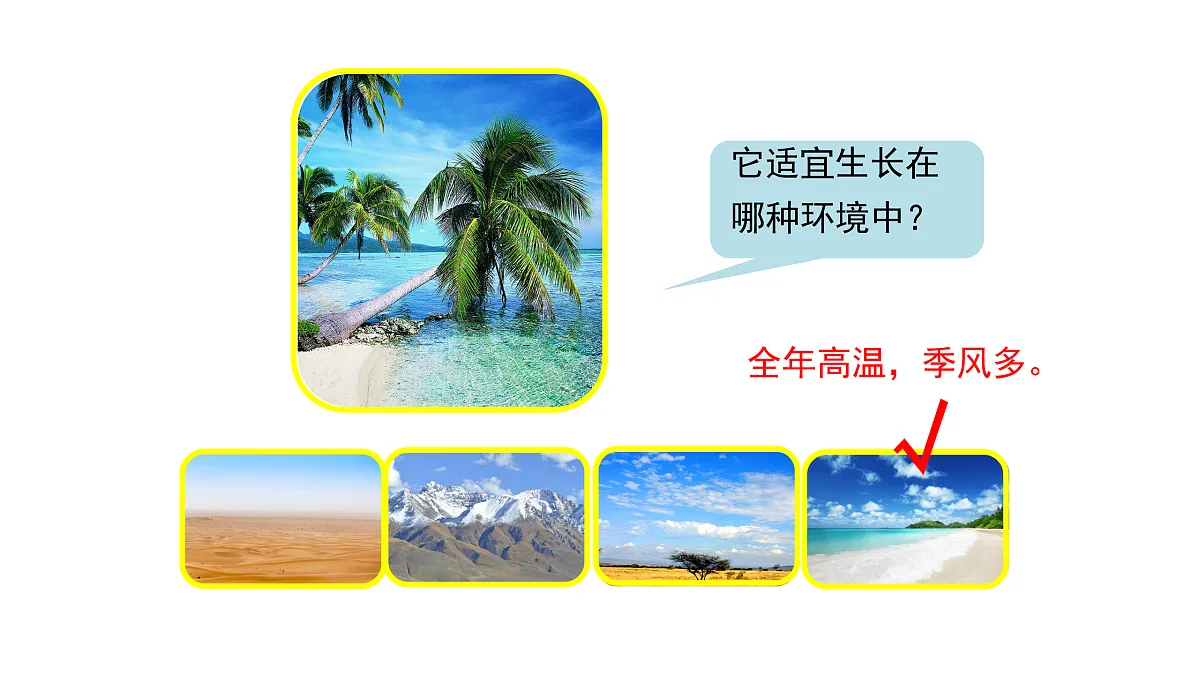 3.9《形态各异的植物》 课件 -2025-2026学年科学三年级下册苏教版第6页