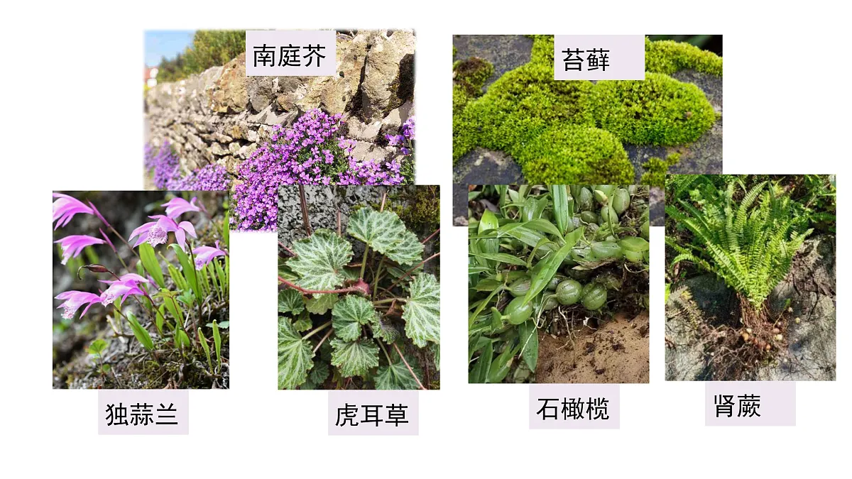 3.12《石头上的植物》 课件 -2025-2026学年科学三年级下册苏教版第2页