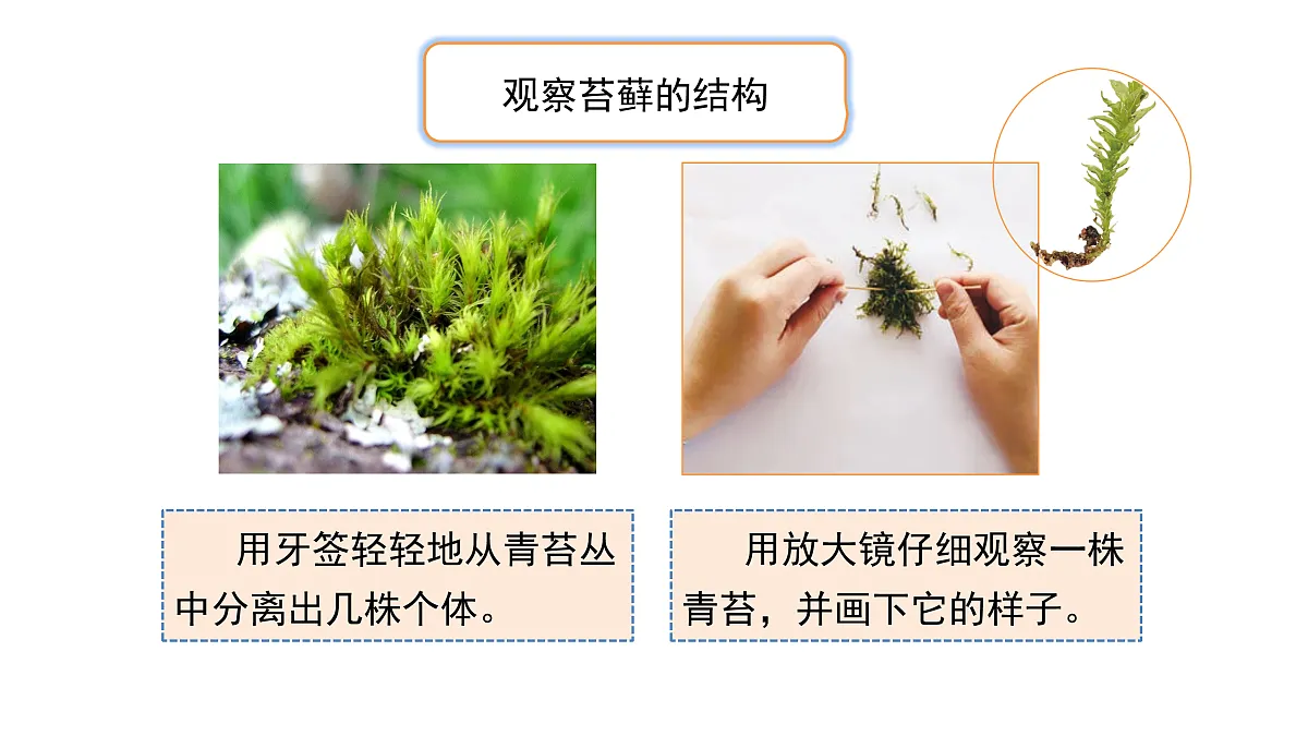 3.12《石头上的植物》 课件 -2025-2026学年科学三年级下册苏教版第4页