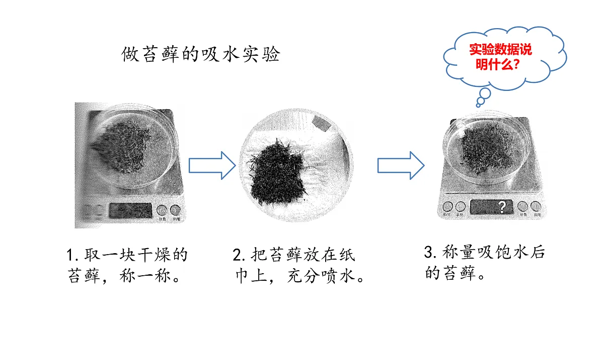 3.12《石头上的植物》 课件 -2025-2026学年科学三年级下册苏教版第5页