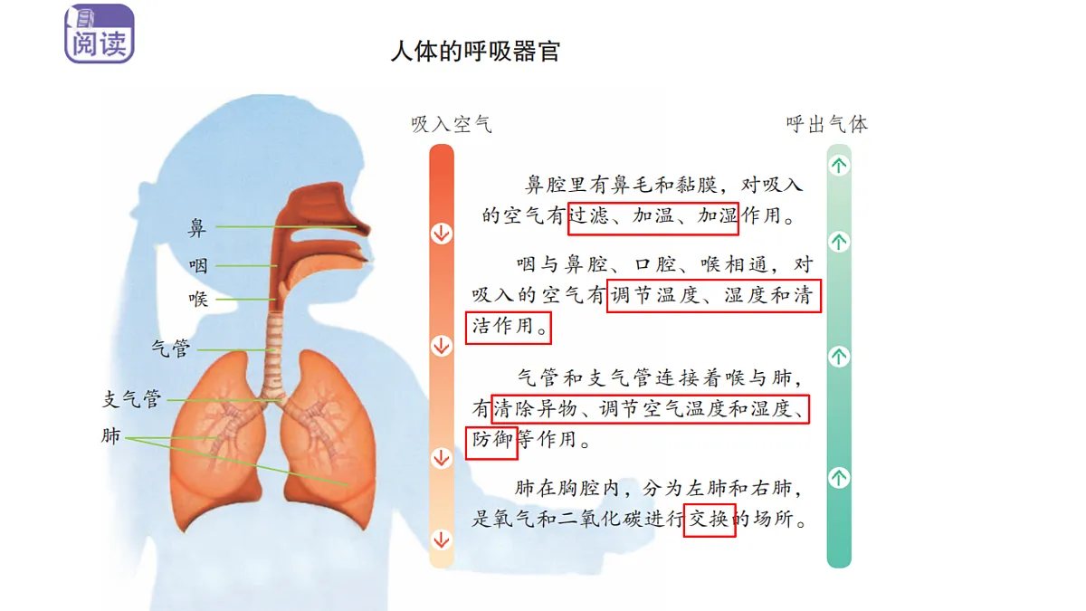 5.17《人的呼吸器官》 课件 -2025-2026学年科学三年级下册苏教版第3页