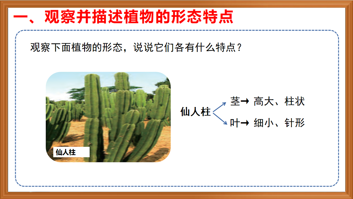 苏教版小学科学三年级下册第三单元《9.形态各异的植物》课件+作业设计+视频第5页