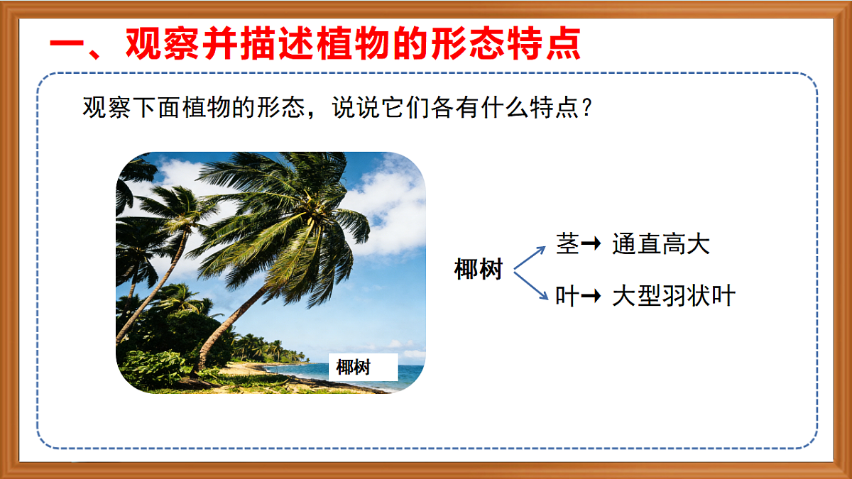 苏教版小学科学三年级下册第三单元《9.形态各异的植物》课件+作业设计+视频第6页