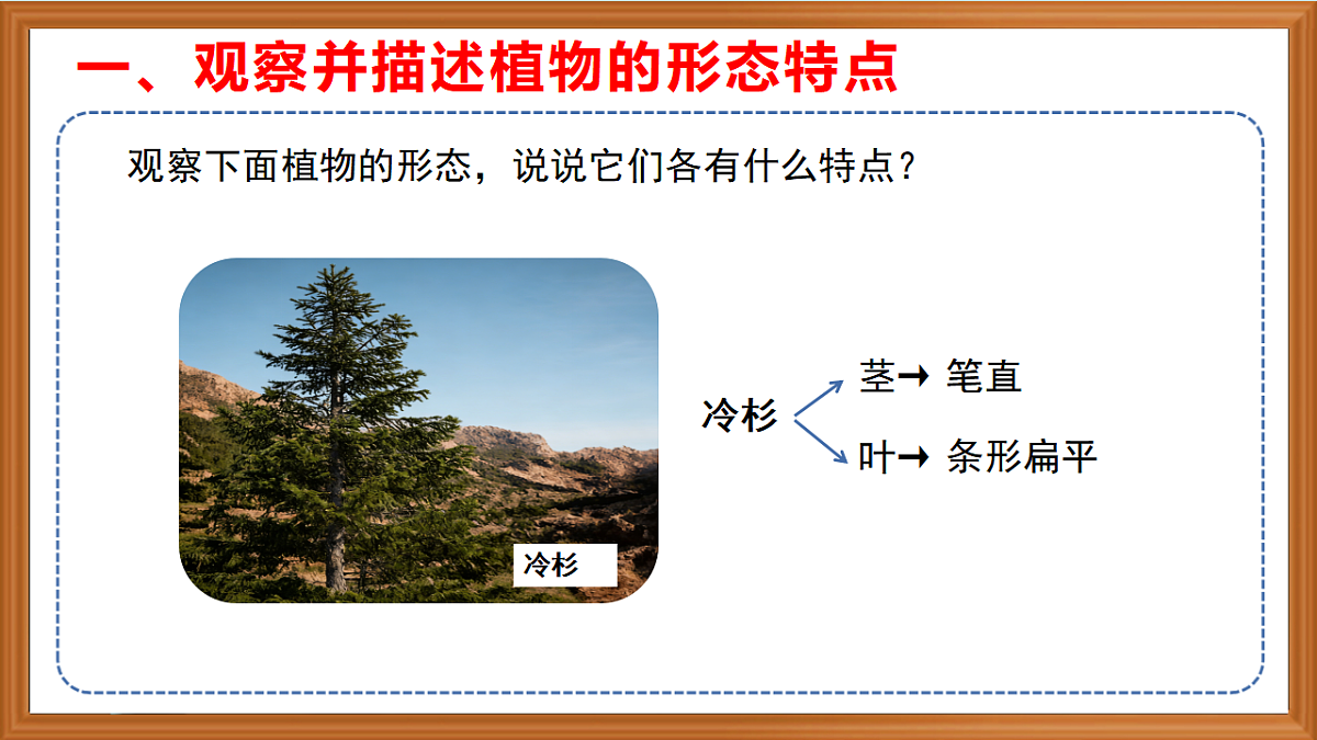 苏教版小学科学三年级下册第三单元《9.形态各异的植物》课件+作业设计+视频第7页