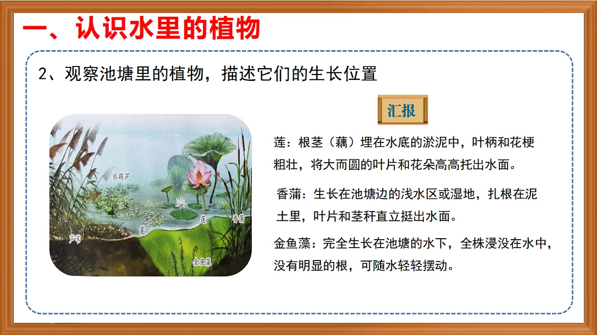 苏教版小学科学三年级下册第三单元《10.水里的植物》课件+作业设计+视频第7页
