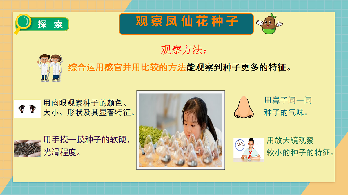2.4《播种发芽》2026课件第4页