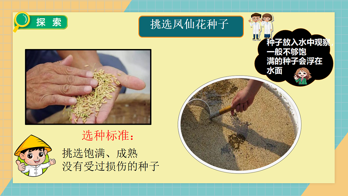2.4《播种发芽》2026课件第5页