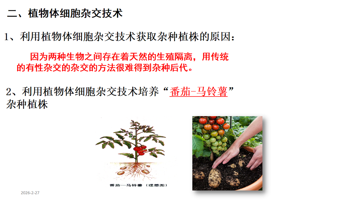 第2章细胞工程第1节(2)一植物细胞工程的基本技术第4页