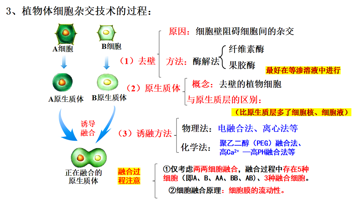 第2章细胞工程第1节(2)一植物细胞工程的基本技术第5页