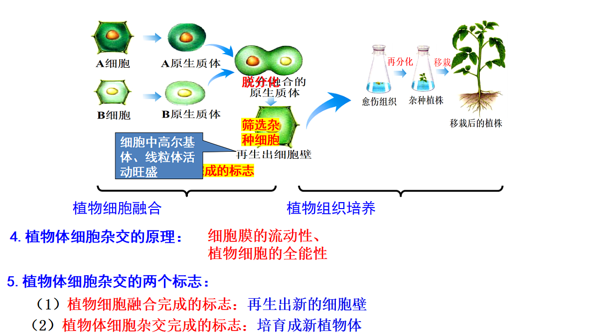 第2章细胞工程第1节(2)一植物细胞工程的基本技术第6页