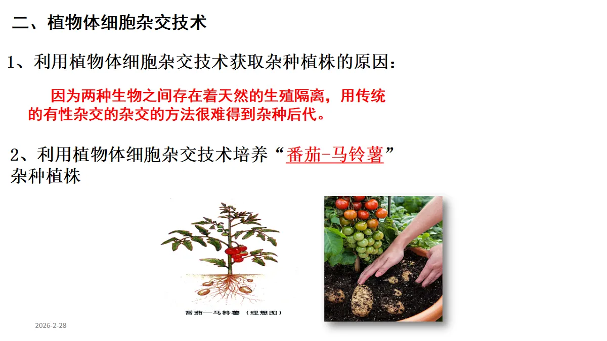 第2章细胞工程第1节(2)一植物细胞工程的基本技术第4页