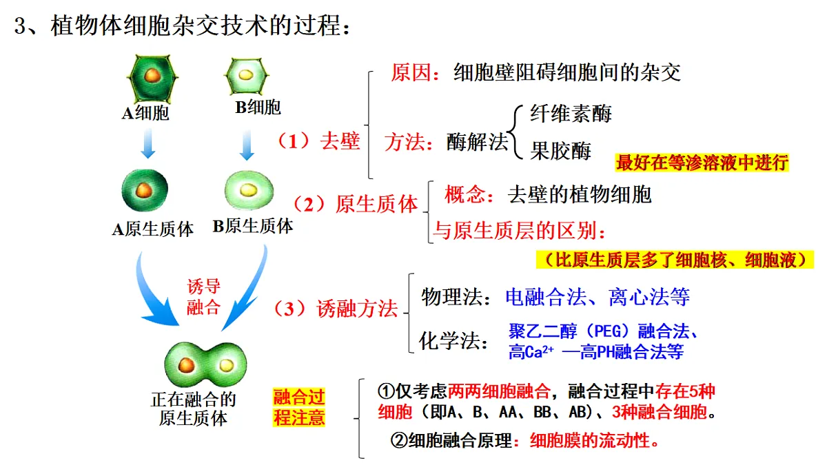 第2章细胞工程第1节(2)一植物细胞工程的基本技术第5页