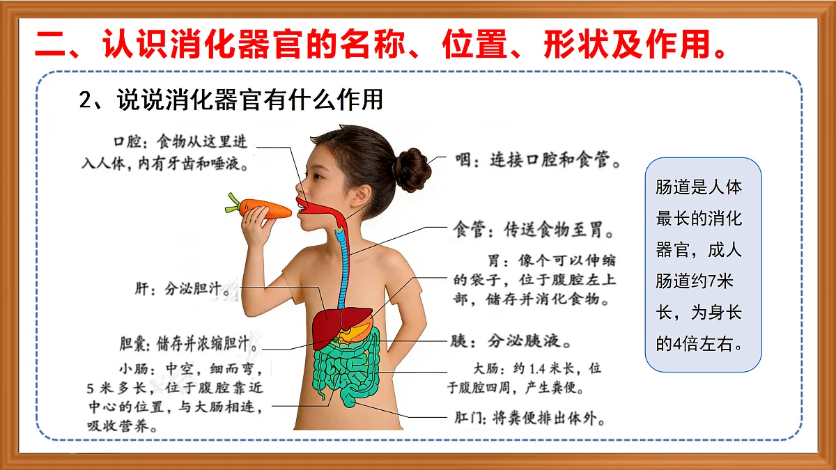 苏教版小学科学三年级下册第五单元《19 人的消化器官》课件+作业设计+视频第7页