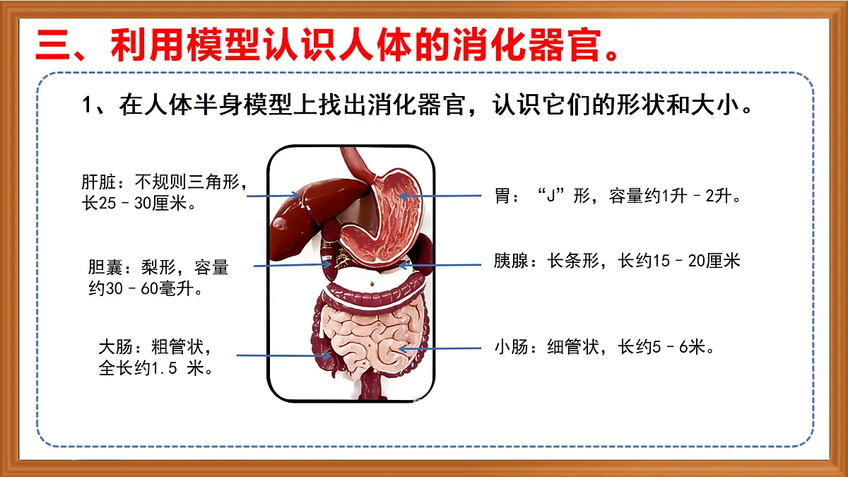 苏教版小学科学三年级下册第五单元《19 人的消化器官》课件+作业设计+视频第8页