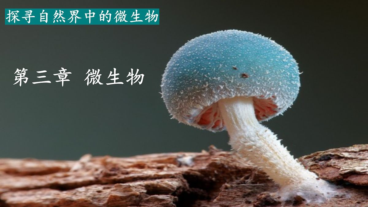 17991879第1页