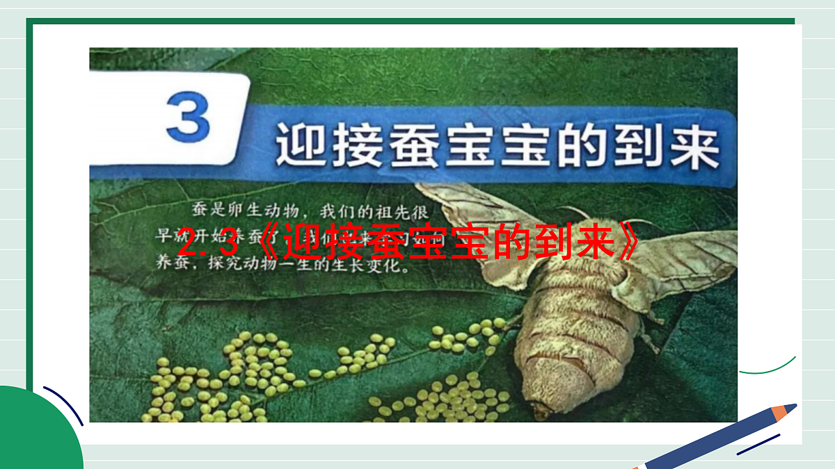 2.3《迎接蚕宝宝的到来》教学课件第2页