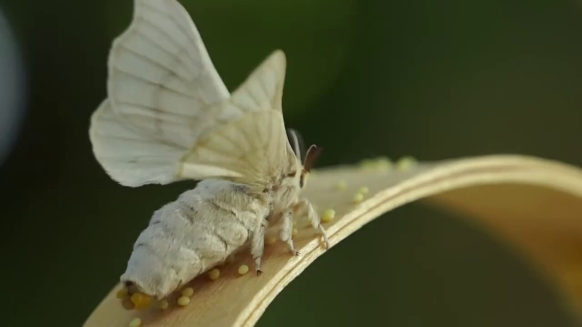 2.3《迎接蚕宝宝的到来》教学课件第4页