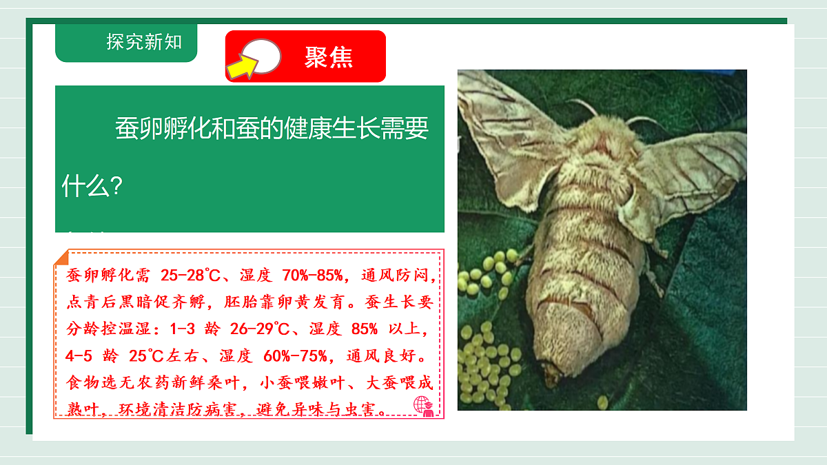2.3《迎接蚕宝宝的到来》教学课件第5页