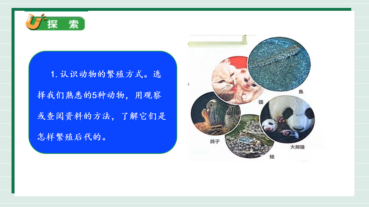 2.3《迎接蚕宝宝的到来》教学课件第6页