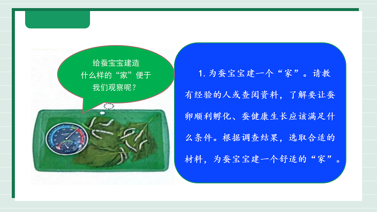 2.3《迎接蚕宝宝的到来》教学课件第8页