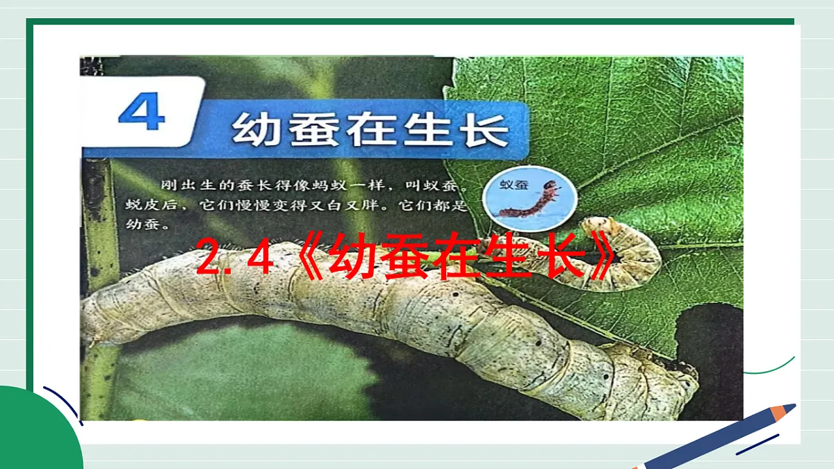 2.4《幼蚕在生长》教学课件第2页