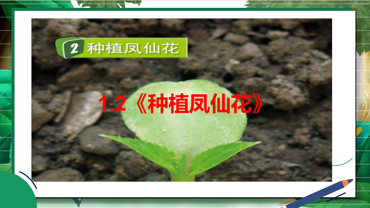 1.2《种植凤仙花》教学课件第2页