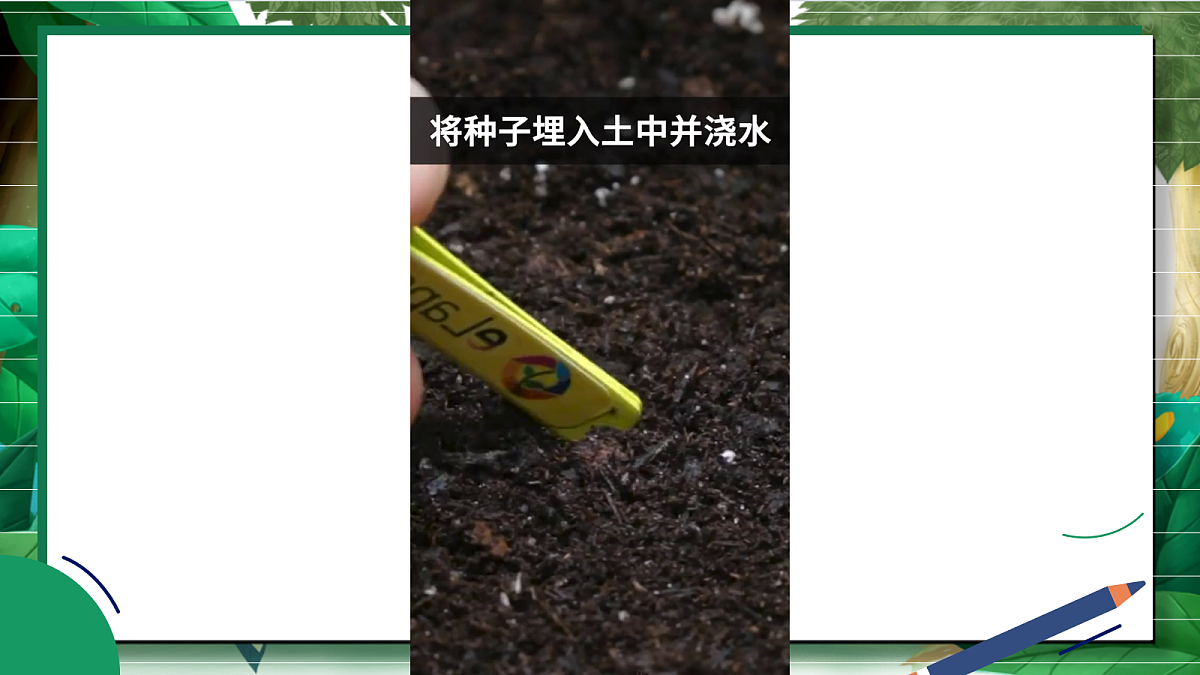 1.2《种植凤仙花》教学课件第3页