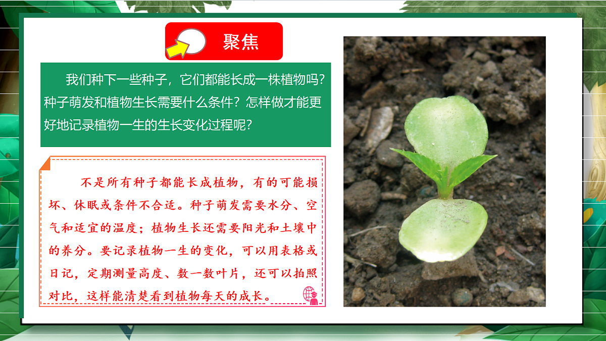 1.2《种植凤仙花》教学课件第5页